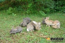 野兔养殖过程中应注意哪些事项？