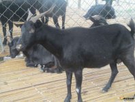 黑山羊养殖常见疾病的防治方法