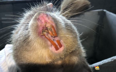 竹鼠的上下牙齿的长度不同或咬合不正确，如何治疗呢？