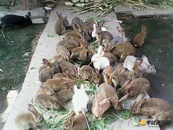 肉兔有非常高的营养价值，养殖肉兔方式也很简单