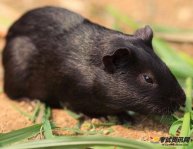 黑豚鼠养殖是新的育种业，成长空间大，效率高