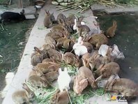 肉兔有非常高的营养价值，养殖肉兔方式也很简单