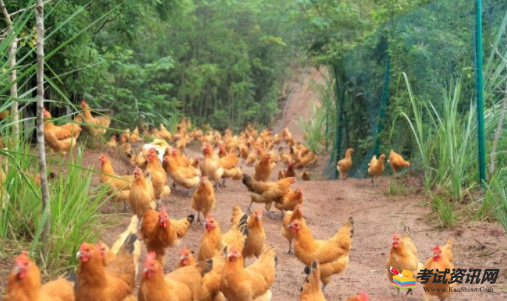 农村地区养殖100只土鸡的需要多少成本，利润是多少？