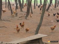 怎么核算3000只散养土鸡的利润以及成本？