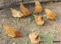 2020年开办一个小型养鸡场需要投资多少钱呢？