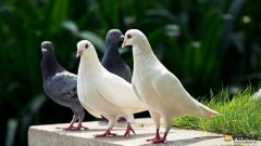 鸽子的常见疾病和预防方法是什么？