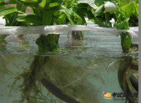 泥鳅人工养殖技术之专池养鳅