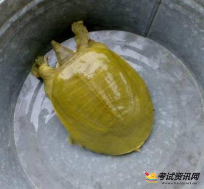 黄沙鳖有什么功效？