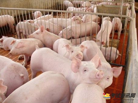 养猪的过程中我们需要注意哪些事项？