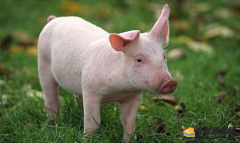 猪的养殖技术要做好这四点良种、良料、良舍、良管