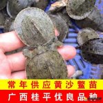 黄沙鳖洞穴病是什么？如何防治黄沙鳖洞穴病？