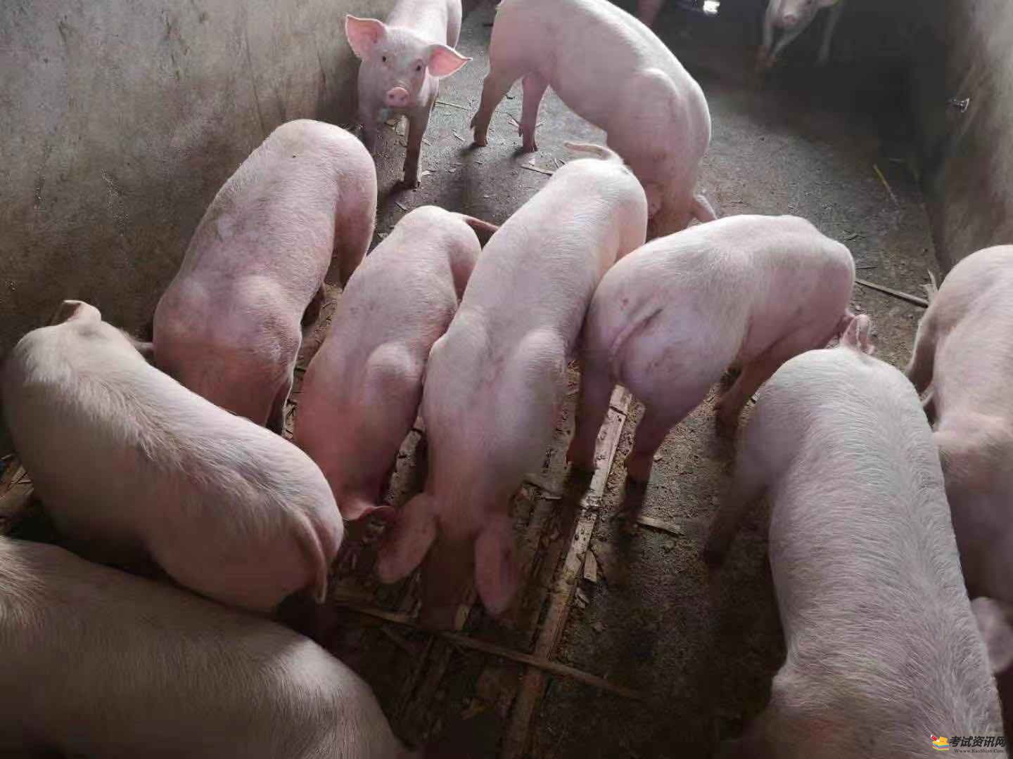 小编给大家分绍一些母猪养殖技术