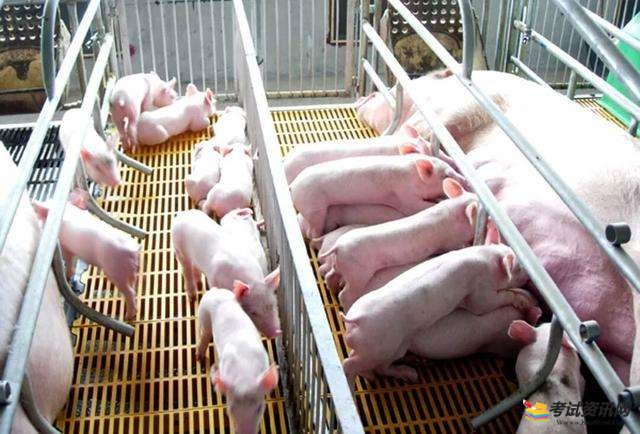 母猪养殖技术之过肥和过瘦都有影响的