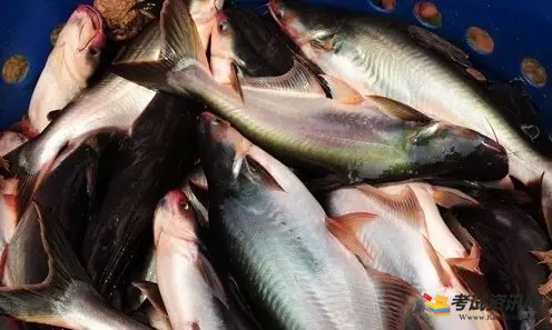 巴沙鱼的养殖技术和养殖方法是什么？