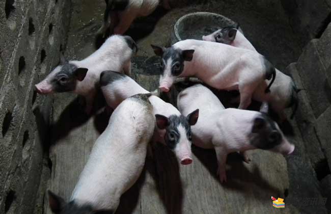 巴马香猪养殖前景是很多养殖者所关心的问题