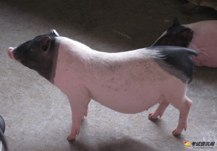 2021年养殖巴马香猪会赚钱吗？
