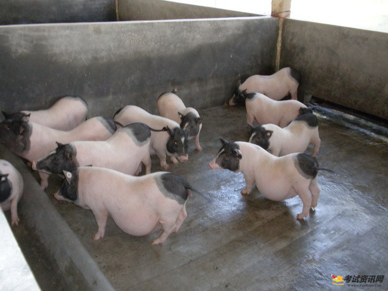 2021年养殖巴马香猪会赚钱吗？