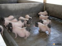 通过巴马香猪的养殖成本和利润分析在2021年养殖巴马香猪会赚钱吗？