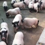 2021年巴马香猪的养殖前景如何？2021年养殖巴马香猪会赚钱吗？