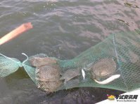 甲鱼的池塘养殖技术