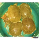 黄沙鳖水蛭病（蚂蟥病）是什么原因导致？黄沙鳖水蛭病如何防治