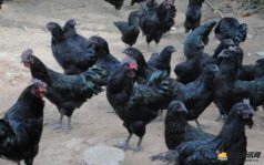 2021年养旧院黑鸡养殖利润及前景分析，看养旧院黑鸡能不能赚钱?