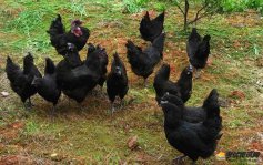 2021年五黑鸡养殖成本与利润怎么样?2021年养五黑鸡赚钱吗?
