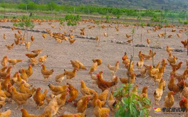   2021年三黄鸡苗繁殖的成本和利润分析
