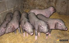 2021年如何提高梅山猪养殖效益?