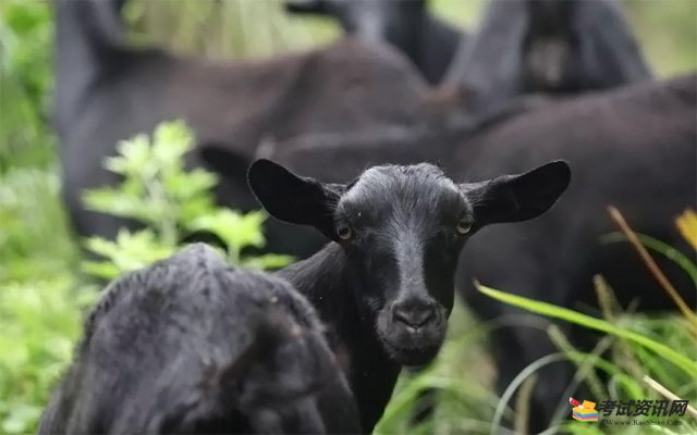 在2021年养殖黑山羊需要多少成本？ 黑山羊养殖利润如何？