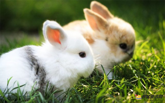 2021年养兔子会赚钱吗？兔子养殖的成本，利润和前景