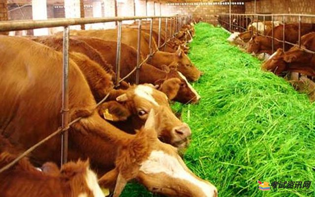 2021年养殖西门塔尔牛是否赚钱呢？ 西门塔尔牛的利润是多少？