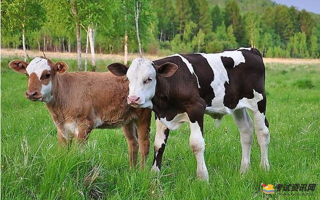 2021年养殖西门塔尔牛是否赚钱呢？ 西门塔尔牛的利润是多少？