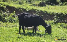 2021年养殖黑山羊如何降低养羊成本?