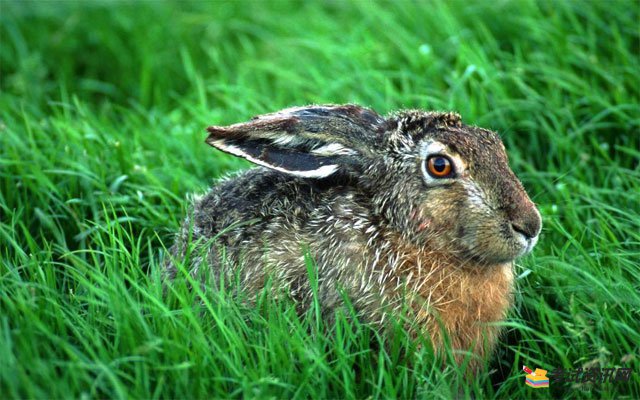 野兔养殖的成本和利润是多少？