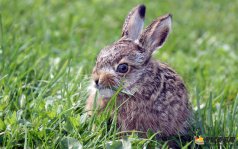 养殖野兔时有哪些可以降低成本?