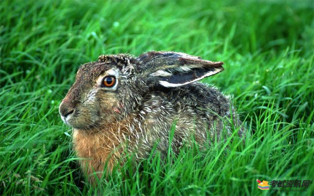 在2021年养殖野兔会赚钱吗？