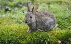 野兔养殖有风险吗?野兔养殖风险主要表现