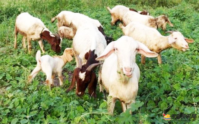 2021年山羊养殖成本