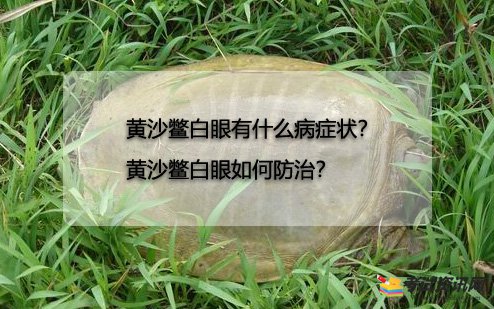 黄沙鳖白眼有什么病症状？黄沙鳖白眼如何防治？