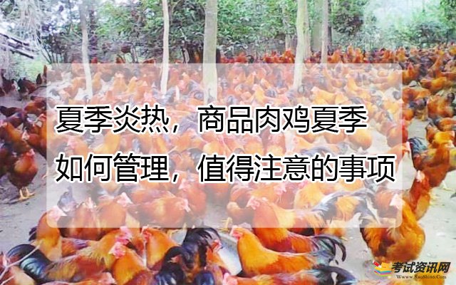 夏季炎热，商品肉鸡夏季如何管理，值得注意的事项