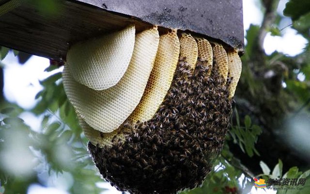 夏季意蜂养殖技术有哪些要点？