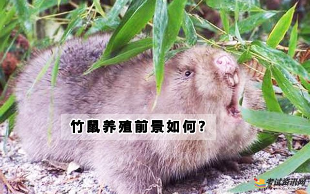 竹鼠养殖前景如何?