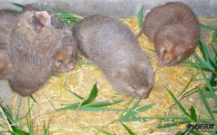 养殖竹鼠有很多小窍门，利用好可以降低竹鼠患病和死亡的比例