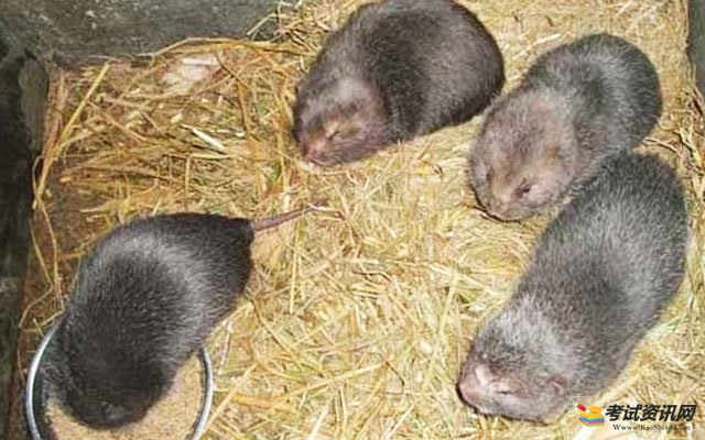 竹鼠养殖具有5个特点，竹鼠的养殖效益如何？