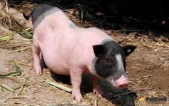香猪种猪多少钱一只呢？香猪吃什么食物？哪些地区可以养殖香猪？