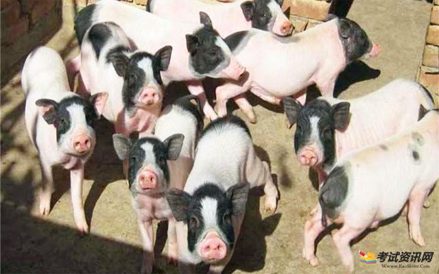 剑白香猪的养殖方法有哪些?剑白香猪养殖需要注意事项?